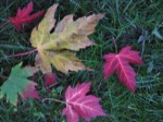 medium_112_1232_feuilles_automne.jpg